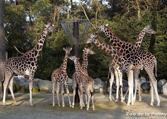 Mobil Moderne De 40m2 Confort Siblu Les Charmettes 785 La Palmyre Διαμέρισμα *